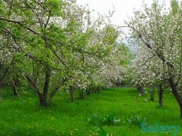 Плодоносящий  сад, фотография 1