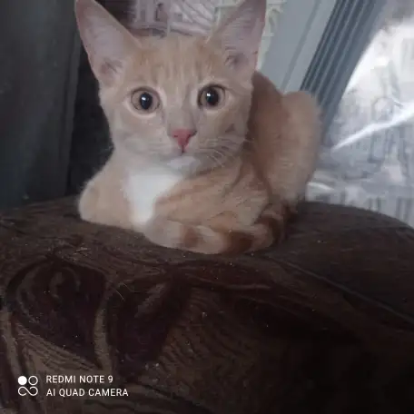 Отдам в хорошие руки приученный к лотку кушает все ласковый умный, фотография 2