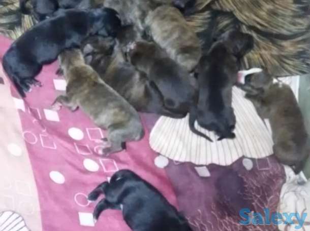 щенки питбультерьер, фотография 3