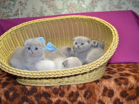 Продажа Шотландских вислоухих котят, фотография 2