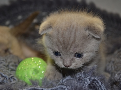 Продажа Шотландских вислоухих котят, фотография 3