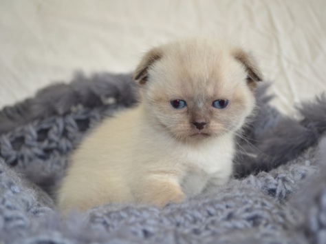 Продажа Шотландских вислоухих котят, фотография 4