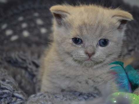 Продажа Шотландских вислоухих котят, фотография 5