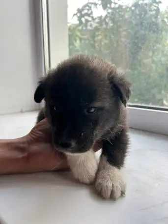 Продам щенков дава мальчика и две девочки, фотография 4