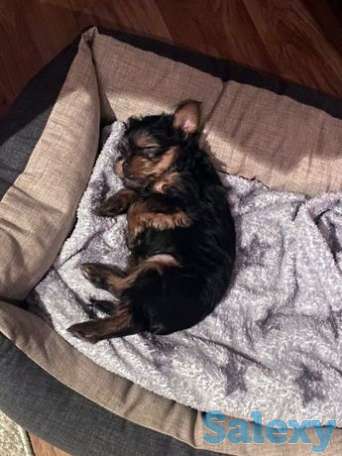 Продам щенка йорка, фотография 1