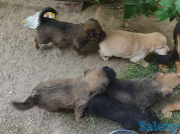 Отдам щенков в добрые руки!, фотография 1