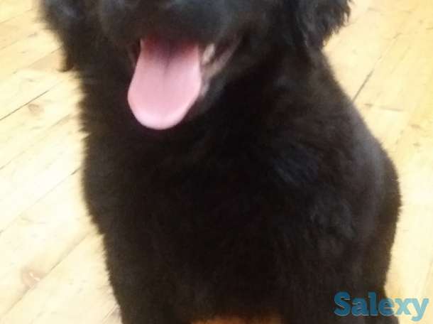 Продам щенков лабрадора черного окраса, фотография 4