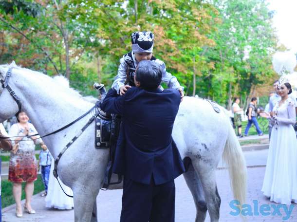 Конь, фотография 4