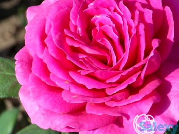 Роза биг пепл чайно-гибридная, топалович, фотография 1