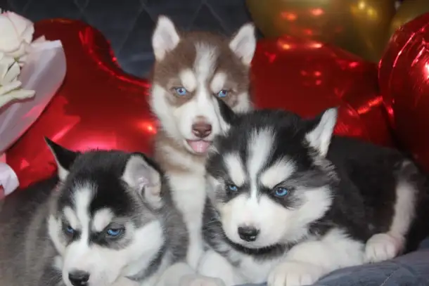 Щенки Сибирской Хаски, фотография 6
