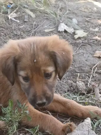 Продам щенков, фотография 2