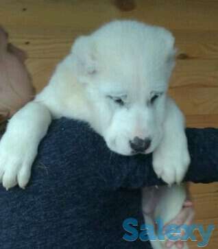 Продаются щенки САО от Ак Сункара - отец и Helisia De Wait Bonia - мать щенков., фотография 2