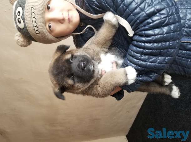 продам щенков Американская акита, фотография 6