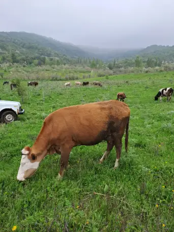 Корова первотел покрытая  ее бычок, фотография 2