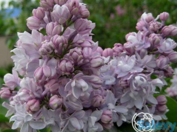 Сирень полина осипенко махровая, фотография 1