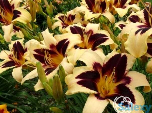 Лилейник вайлд хорсес, фотография 1