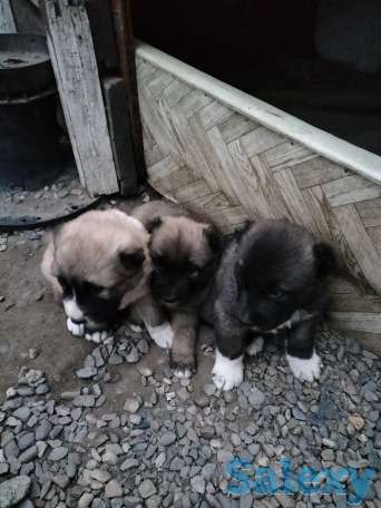 Продам щенков алабая, фотография 1