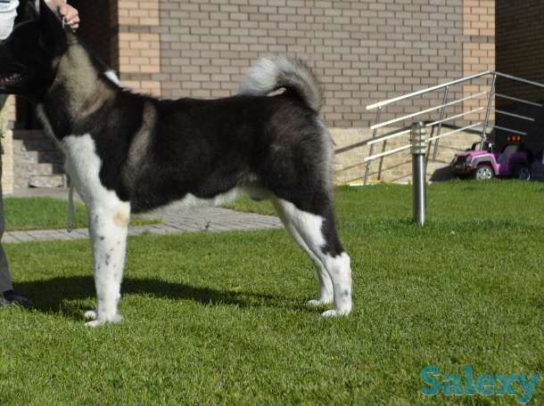 Щенки американской акиты, фотография 8