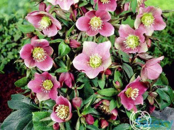 Морозник монтсегур, фотография 1