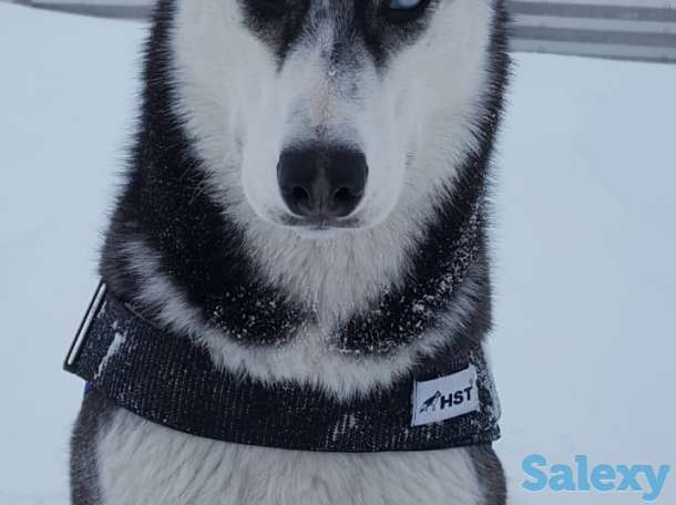 Продаются щенки Сибирский Хаски, фотография 2