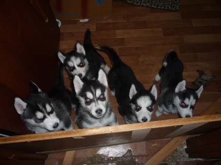 Щенки продам, фотография 1