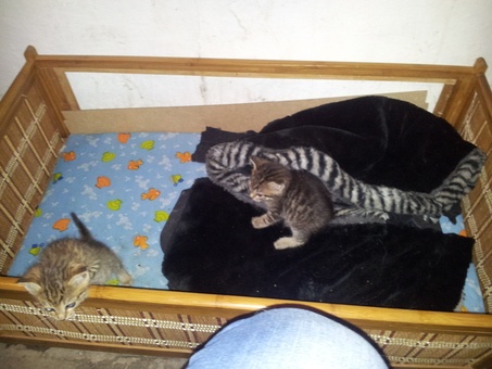 Отдам двух очаровательных мальчишек!, фотография 3