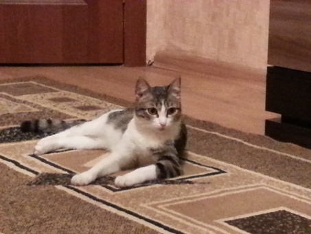 Отдам даром котенка в хорошме руки!!!, фотография 2