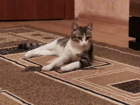 Отдам даром котенка в хорошме руки!!!, фотография 5