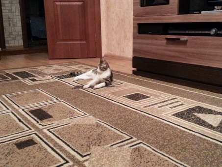 Отдам даром котенка в хорошме руки!!!, фотография 6