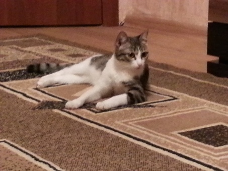 Отдам даром котенка в хорошме руки!!!, фотография 8