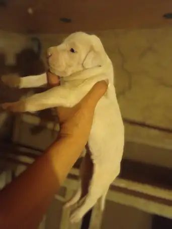 Щенки Тобет САО и Питбуль, фотография 3