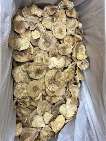 Продам сушеные грибы с Алтая, фотография 4