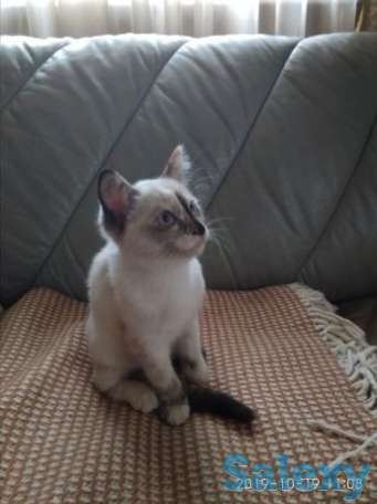 Отдам в добрые руки, фотография 3