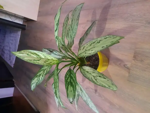 Комнатные декоративно-лиственные и цветущие растения, фотография 7