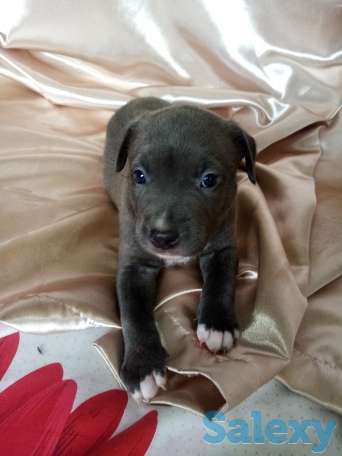 Открыт резерв щенков американского питбуль терьера, фотография 8