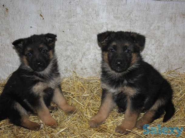 Щенки немецкой овчарки, фотография 3