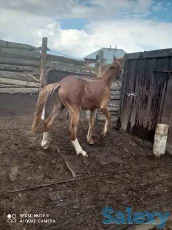 Продаются жеребята в Усть-Каменогорске, фотография 1