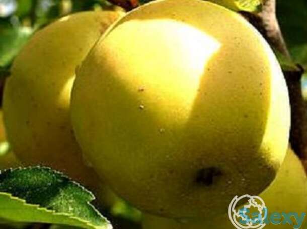 Яблоня народное с/п, фотография 1