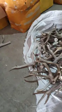 Куплю сухие рога марала и лося, фотография 1