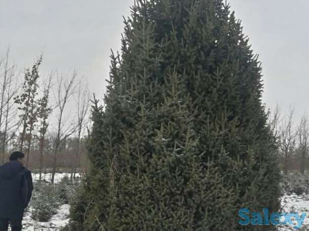 Живые елки, фотография 3