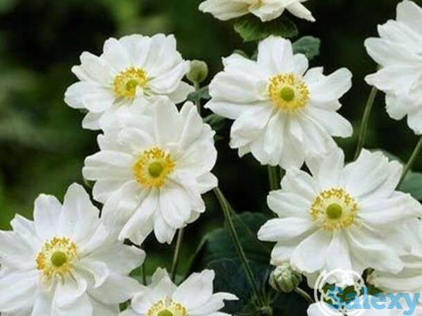 Анемона японская Вейрлвинд, фотография 1