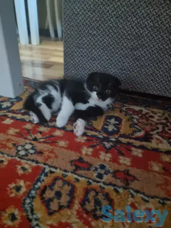 Отдам в хорошие добрые и заботливые руки, две девочки один мальчик веслоухие чистенькие игривые, фотография 3