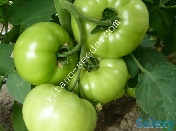 Семена желтого тепличного томата ЯМАМОТО F1, KITANO SEEDS, фотография 4