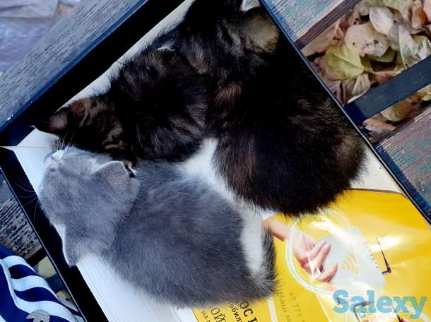 Отдам котят в хорошие добрые руки, фотография 1