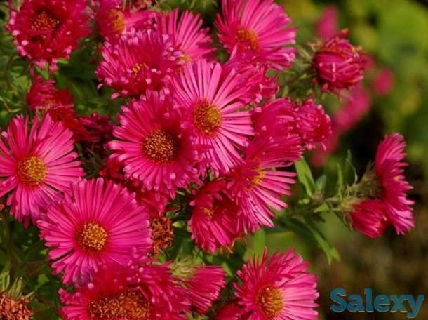 Продажа цветов, фотография 1