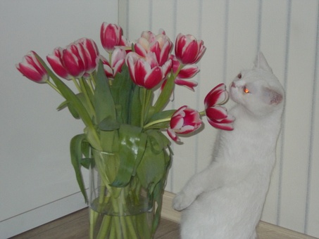 Белый красивый британец!7 мес, фотография 1