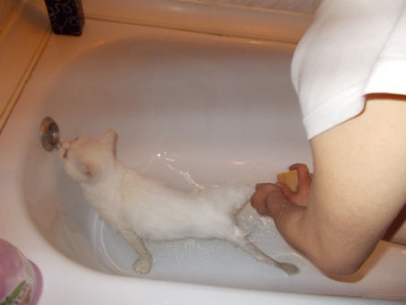 Белый красивый британец!7 мес, фотография 3