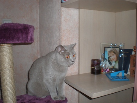 плюшевые бриташки, фотография 1