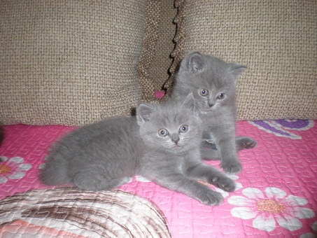 плюшевые бриташки, фотография 2