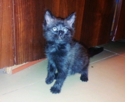 отдам котенка., фотография 1